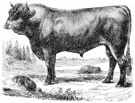 Taurus, vintage engraving.