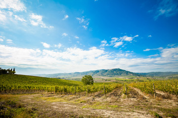 Beautiful autumn Tuscany vineyards view
