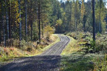 Fototapeta na wymiar Dirt road vanishes in forest.
