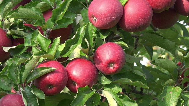 Red  apple fruits hanging on apple tree
