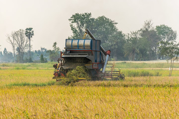 Naklejka premium harvest
