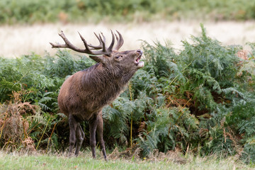 Red Deer stag bugling from the Ferns.