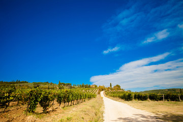 Fototapeta na wymiar Beautiful autumn Tuscany vineyards view
