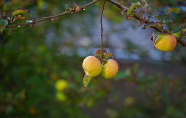 Apples in a fruit tree in a garden