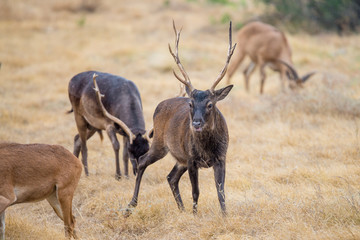 Sika Deer