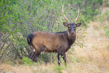 Sika Buck
