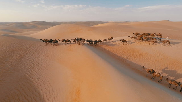 Group of camels being herded over sand dunes in the Arabian desert