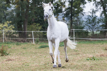 Ein weißes Trakehner Pferd steht auf der Koppel
