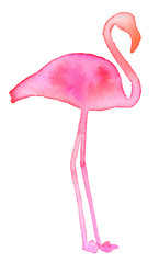 Pink flamingo. Hand drawn exotic bird silhouette