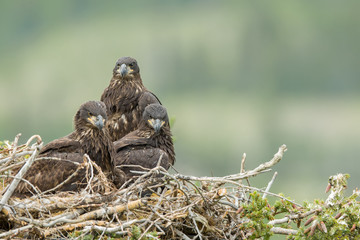 Adlerkücken im Nest