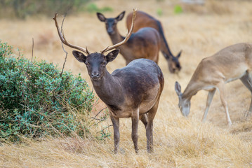 Wild Deer