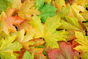 Maple leaves background