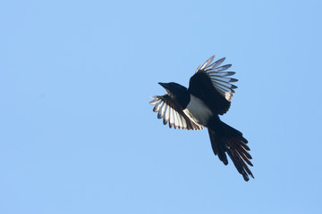 Eurasian Magpie, Magpie, Pica pica