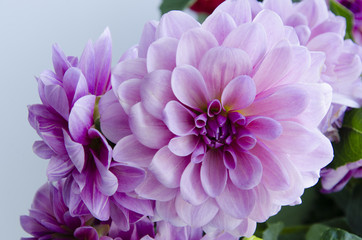 Dahlias