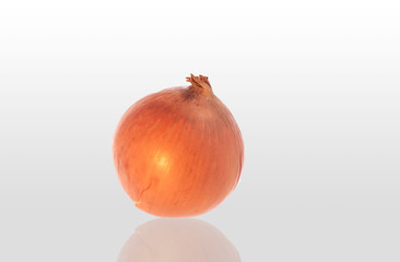 Shallot big size