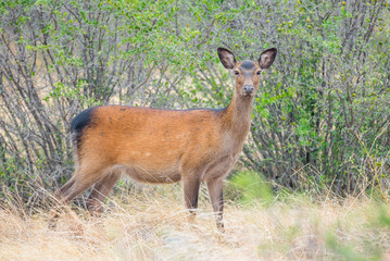 Sika Deer
