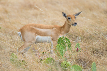 Blackbuck Antelope Calf