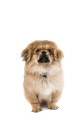 Pekingese