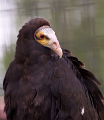 Close-up of a turkey vulture