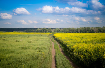 Obraz premium Полевая дорога