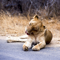 Leone - lion (Panthera leo) Kruger National Park in Sud Africa
