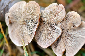 Close-up Mushroom (Ganoderma lucidum) view from below