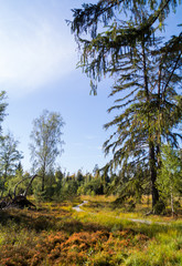 Fototapeta premium Birkensee / Moor im Herbst