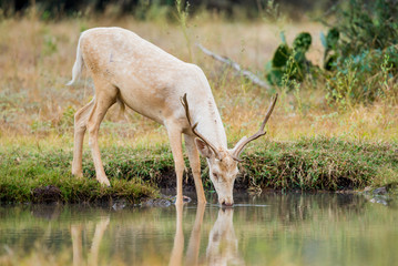 Obraz na płótnie Canvas Wild Fallow Deer Buck