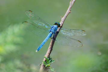 Blue Dragonfly