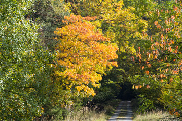 Waldweg im herbstlichen Sch&ouml;nbuch