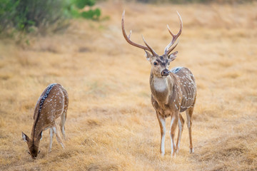 Fototapeta premium Chital Deer