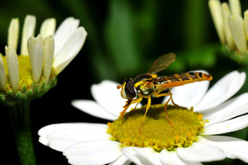 Schwebfliege