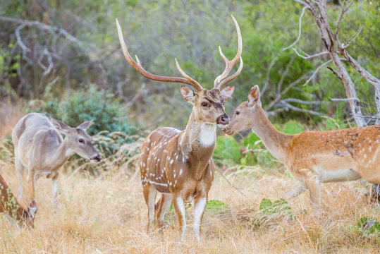 Fototapeta Spotted Deer Buck