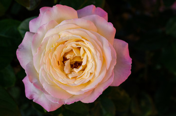 Soft pink rose on a dark background