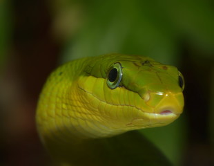 Spitzkopfnatter ganz nah