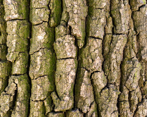 Tree texture close up