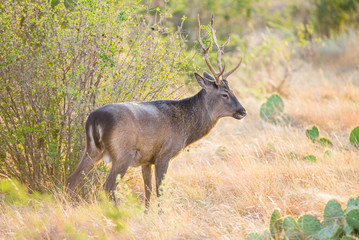 Sika Deer Buck