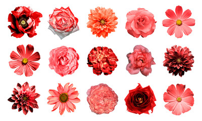 Mix collage of natural and surreal red flowers 15 in 1: dahlias, primulas, perennial aster, daisy...