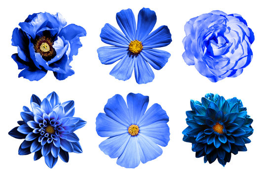 Fototapeta Mix collage of natural and surreal blue flowers 6 in 1: dahlias, primulas, rose and peony isolated on white