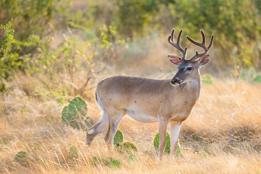 Fototapeta White-Tailed Deer
