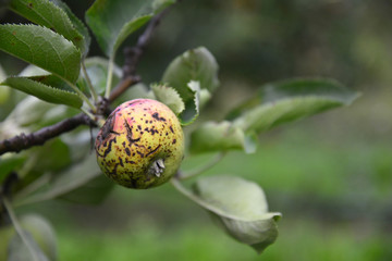 apple fruit