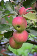 apple fruit