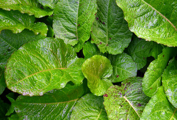 Green leaves and  morning dew