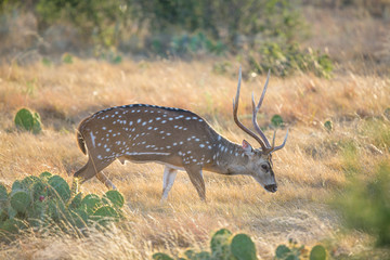 Obraz premium Spotted Deer