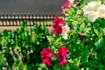 Fototapeta na wymiar Flowers in the yard, a garden
