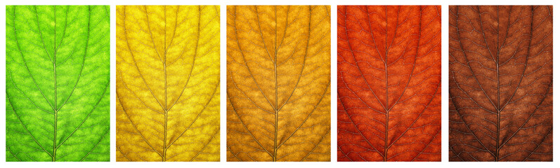 Collage of leaves