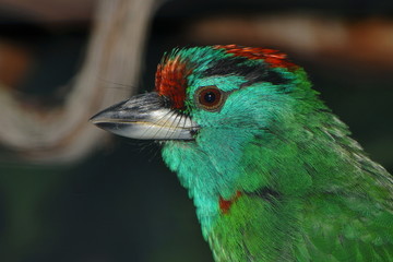 Exotischer Vogel