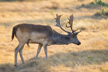 Spotted Fallow Deer