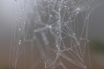 spider web in the forest
