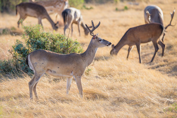 White-Tailed Buck